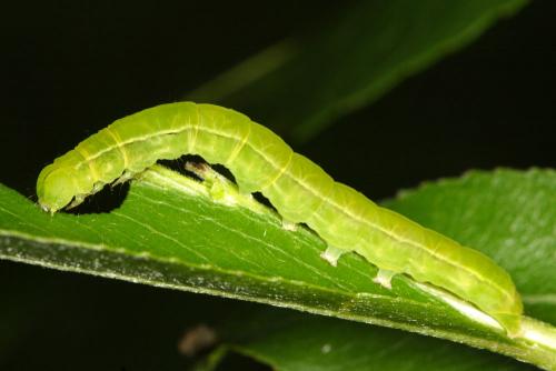 Réf. 14 268 : Scoliopteryx libatrix