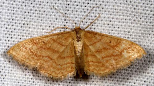 Réf. 14 609 : Idaea rufaria