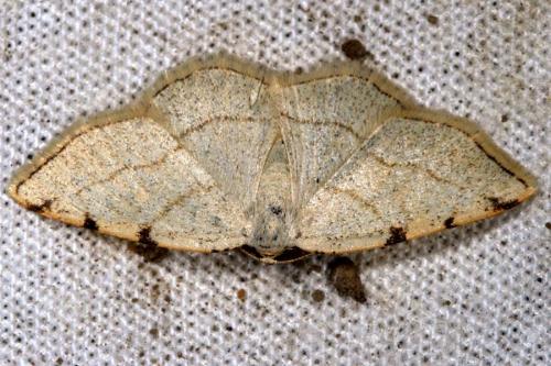 Réf. 14 565 : Stegania trimaculata
