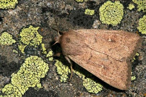 Réf. 14 017 : Mythimna albipuncta