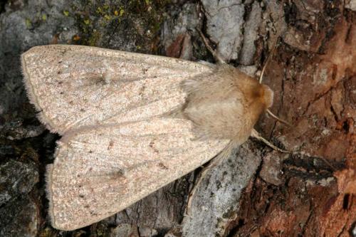 Réf. 14 014 : Mythimna ferrago