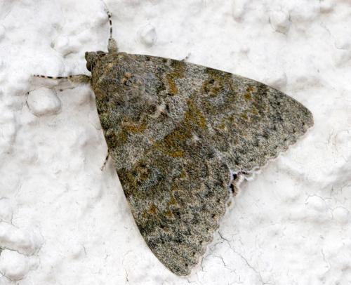 Catocala elocata
