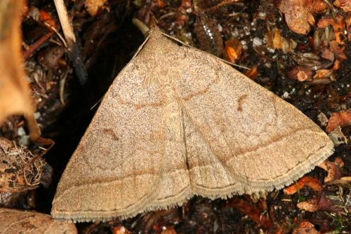 Zanclognatha lunalis