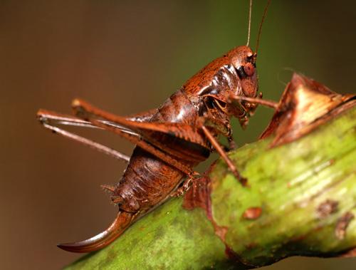 Réf. 14 037 : Pholidoptera griseoaptera