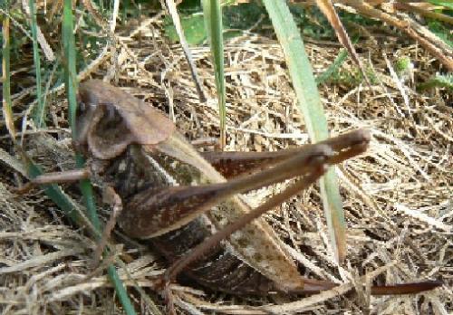 Réf. 14 020 : Decticus verrucivorus verrucivorus