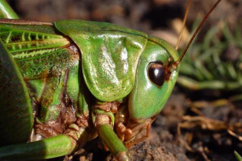 Réf. 14 028 : Decticus verrucivorus verrucivorus