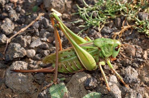 Réf. 14 029 : Decticus verrucivorus verrucivorus