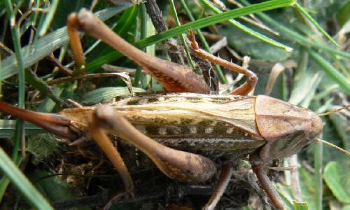 Réf. 14 901 : Decticus verrucivorus verrucivorus
