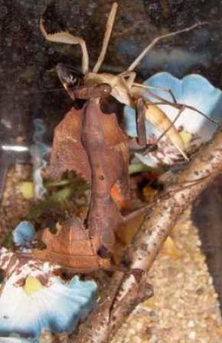 Deroplatys desiccata