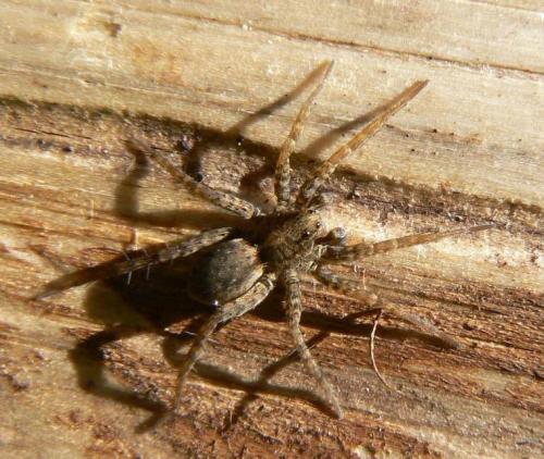Pardosa sp.