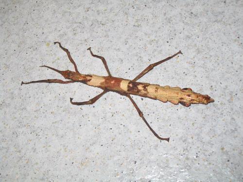 Lamponius guerini
