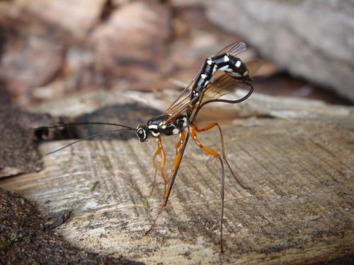 Rhyssa persuasoria