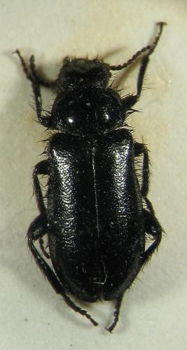 Dasytes productus