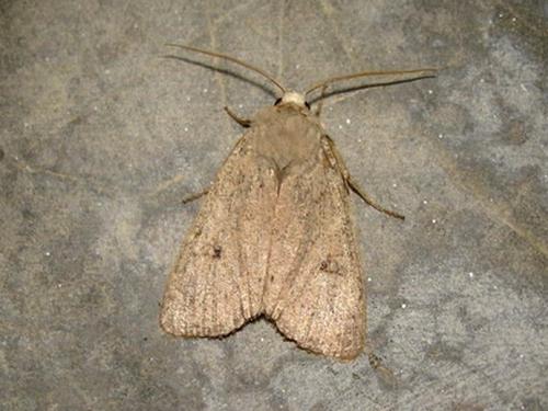 Xestia castanea