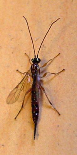Réf. 14 941 : Tromatobia lineatoria