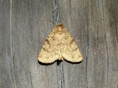 Amphipyra effusa