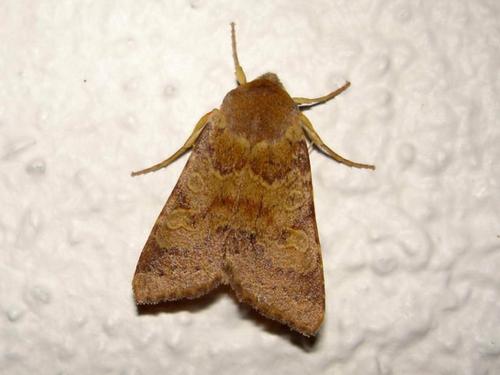 Agrochola helvola