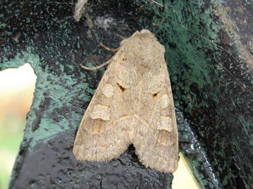 Ammoconia caecimacula