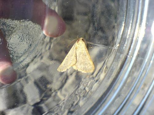 Agriopis marginaria