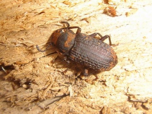 Bolitophagus reticulatus
