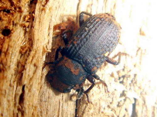 Réf. 14 012 : Bolitophagus reticulatus