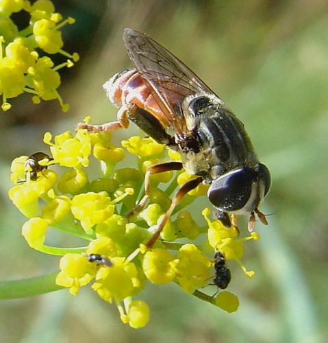 Réf. 14 123 : Merodon sp.