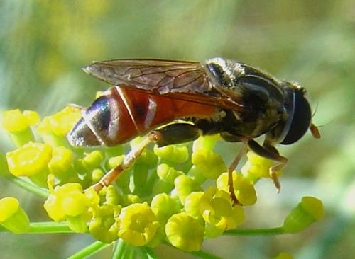 Réf. 14 124 : Merodon sp.
