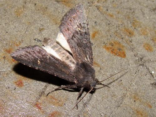 Aporophyla nigra