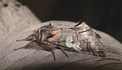Réf. 14 533 : Diloba caeruleocephala
