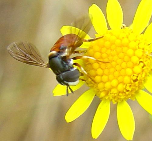 Réf. 14 263 : Paragus sp.