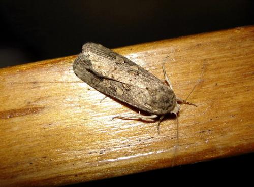 Spodoptera exigua