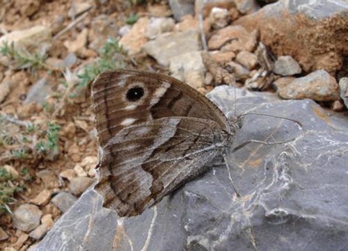 Réf. 14 152 : Hipparchia fidia