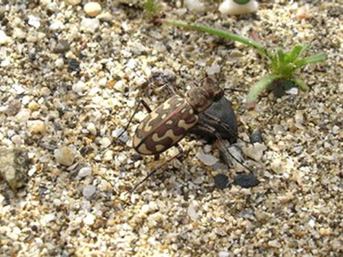 Lophyra flexuosa