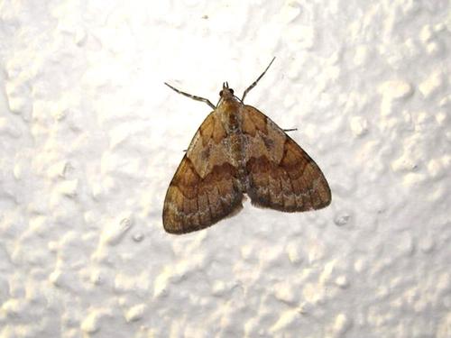 Thera sp.