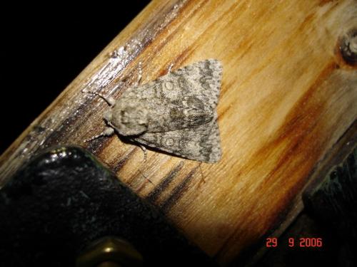 Réf. 14 180 : Subacronicta megacephala