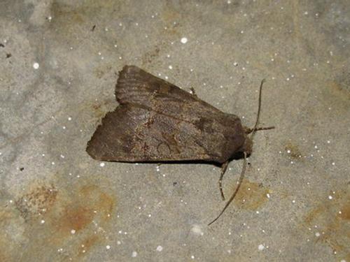 Aporophyla sp.