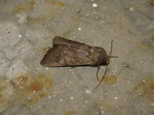 Aporophyla sp.