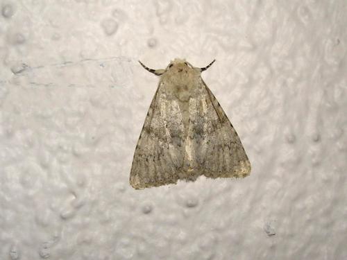 Réf. 14 212 : Polymixis dubia