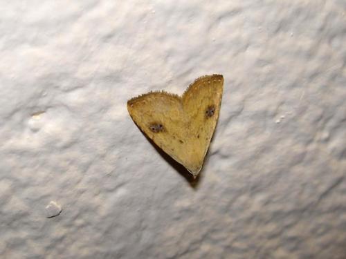 Réf. 14 246 : Rivula sericealis