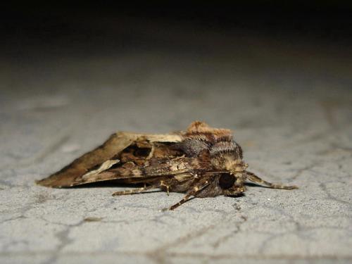 Réf. 14 313 : Trigonophora flammea