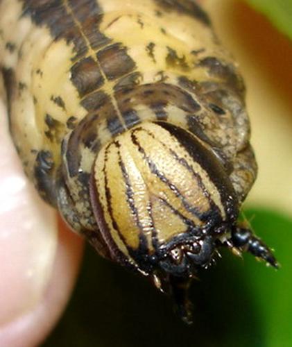 Acherontia atropos