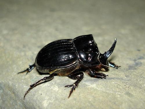 Copris lunaris