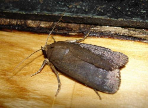 Réf. 14 730 : Amphipyra tragopoginis