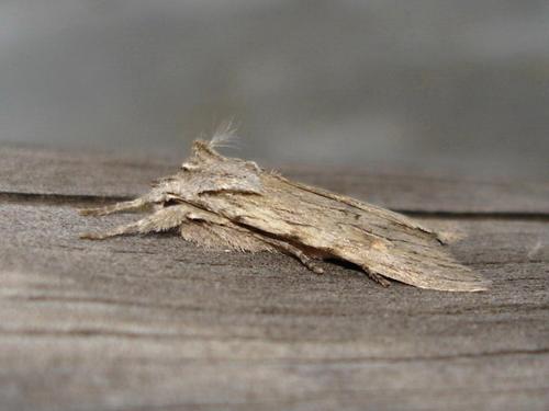 Lithophane sp.