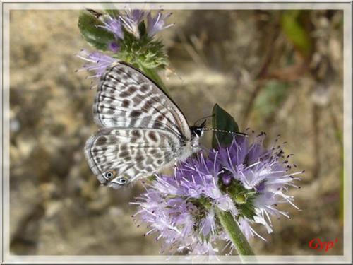 Réf. 14 734 : Leptotes pirithous
