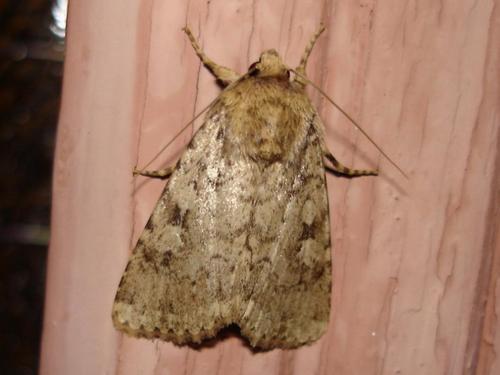 Réf. 14 759 : Amphipyra effusa