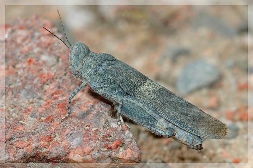 Sphingonotus sp.