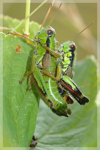 Miramella alpina subalpina
