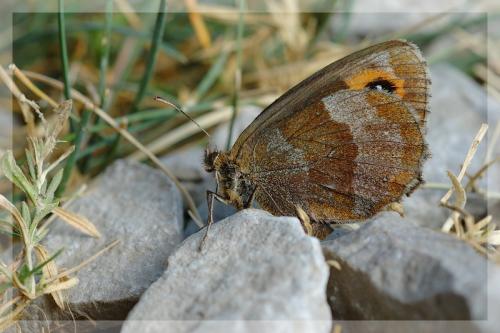 Erebia aethiops
