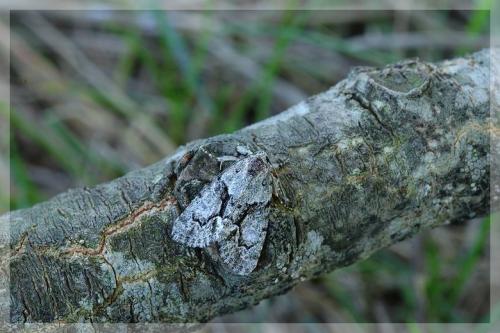 Cryphia simulatricula